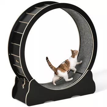 Indoor Cat Exercise Wheel Guide: Setup, Safety, Training